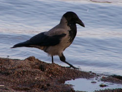 Серая ворона на пляже
