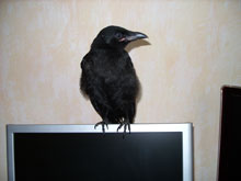 Жорж - чёрная ворона