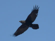 Corvus corax в небесах.