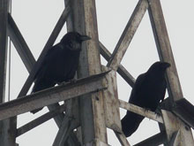 Вороны-родители всегда держатся вблизи гнезда.